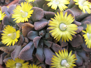 Titanopsis fulleri   - Pot  5 cm