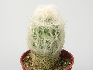 Espostoa melanostele   - Pot  6 cm