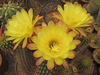 Echinopsis huascha (Trichocereus huascha)   - Pot 10 cm