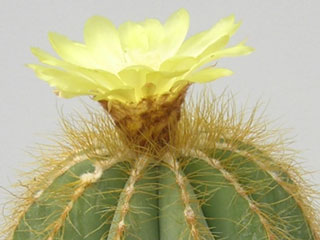 Parodia magnifica (Eriocactus magnificus)   - Pot  6 cm