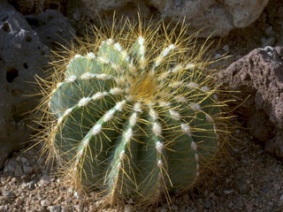 Parodia magnifica (Eriocactus magnificus)   - Pot  5 cm