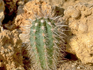 Pachycereus pringlei   - Pot  5 cm