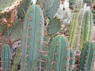 Echinopsis macrogona (Trichocereus macrogonus)   - H 30-40 cm