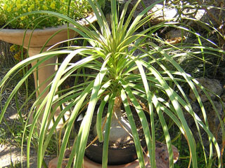 Nolina recurvata (Beaucarnea recurvata)   - Pot  6 cm