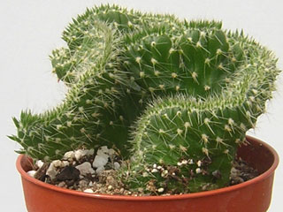 Austrocylindropuntia cylindrica fma. cristata   - Pot  6 cm