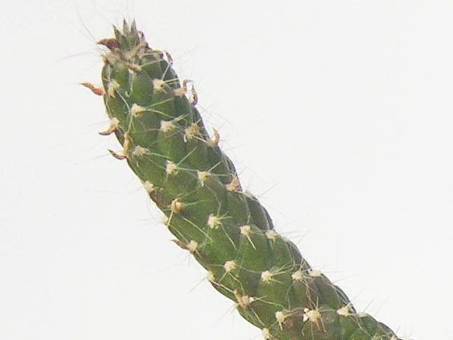 Austrocylindropuntia cylindrica   - Pot  6 cm