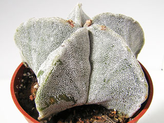 Astrophytum myriostigma