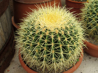 Echinocactus grusonii   - Coupe 30 cm