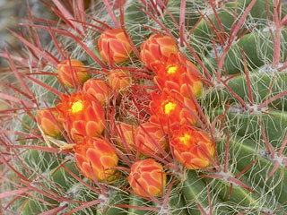 Ferocactus pilosus (F. stainesii v. pilosus)   - Pot  5 cm