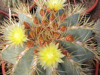 Ferocactus glaucescens   - Ø 16-17 cm