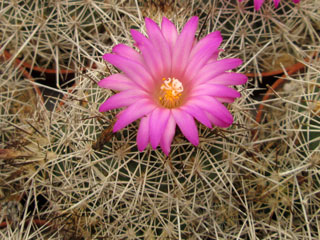 Turbinicarpus horripilus (Gymnocactus)   - Pot  5 cm