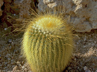 Parodia lenninghausii  (Notocactus Eriocactus)   - Pot  6 cm