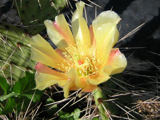 Opuntia phaeacantha x semispinosa ?   - Pot 10 cm