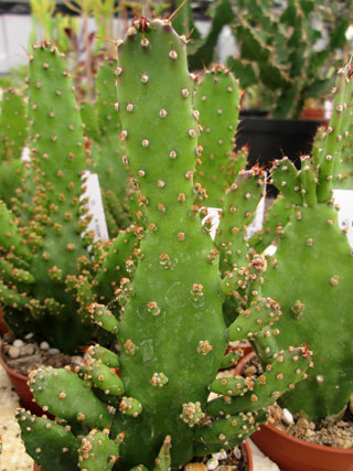 Opuntia monacantha fma. monstruosa   - Pot  6 cm