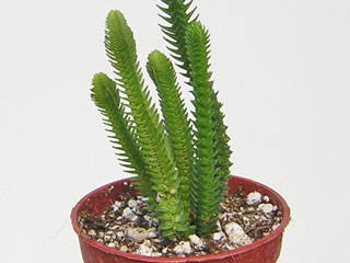 Crassula lycopodioides  'Acuminata'   - Pot  5 cm