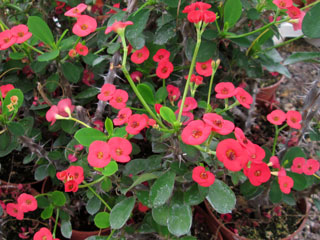 Euphorbia millii var. imperatae   - Pot 17 cm