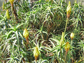 Aloe striatula var. caesia   - Touffe 4-5 pieds H 40-50 cm