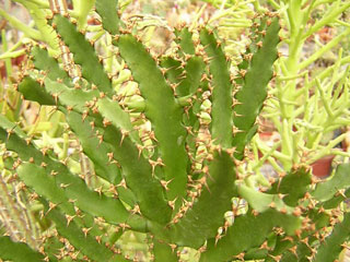 Euphorbia 'Bordighera'   - Pot 12 cm