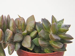 Anacampseros rufescens   - Pot  5 cm