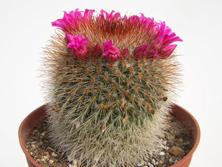 Mammillaria spinosissima   - Pot  6 cm