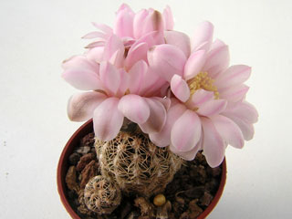 Gymnocalycium bruchii   - Pot  5 cm