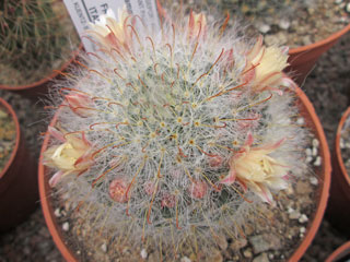 Mammillaria bocasana   - Pot  6 cm