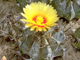 Astrophytum capricorne   - Pot  5 cm