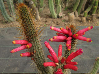 Cleistocactus candelilla   - Pot 10 cm