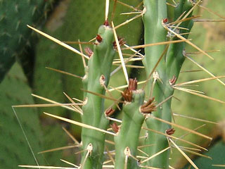 Cylindropuntia kleiniae   - Pot 10 cm