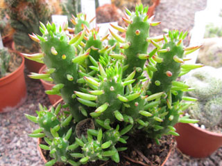 Austrocylindropuntia subulata fma. monstruosa   - Pot  5 cm