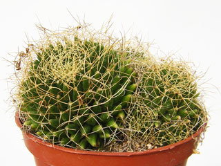 Mammillaria decipiens ssp. camptotricha (Dolichothele)   - Pot  5 cm