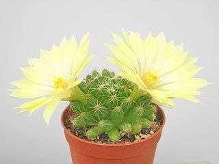 Mammillaria longimamma (Dolichothele)   - Pot  6 cm