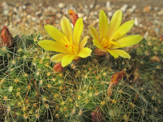 Mammillaria surculosa (Dolichothele )   - Pot  5 cm