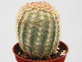 Echinocereus pectinatus   - Pot  5 cm