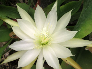 Epiphyllum crenatum   - Pot  8 cm