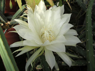 Epiphyllum oxypetalum   - Pot  8 cm