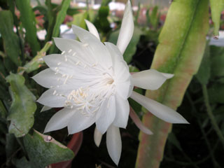 Epiphyllum pumilum   - Pot  8 cm