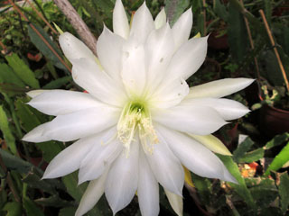 Epicactus 'Frau Poldi Cvetnic' (blanc)   - Pot  8 cm