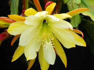 Epicactus 'Golden Fleece' (blanc et jaune pâle)   - Pot  8 cm