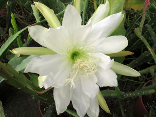 Epicactus 'Jeanne d'Arc' (blanc)   - Pot  8 cm