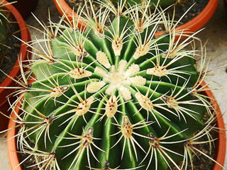 Ferocactus histrix (F. electracanthus)   - Pot  6 cm