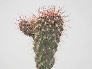 Cylindropuntia fulgida var. mamillata   - Pot  5 cm