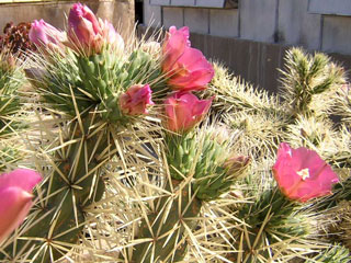 Cylindropuntia rosea   - Pot  8 cm