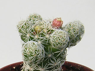 Mammillaria vetula ssp. gracilis (M. gracilis)   - Pot  5 cm