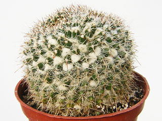 Mammillaria karwinskiana ssp. nejapensis   - Pot  8 cm