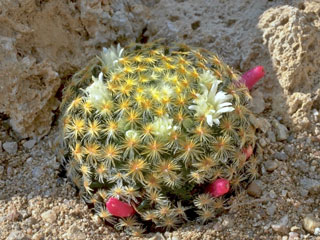 Mammillaria schiedeana   - Pot  5 cm