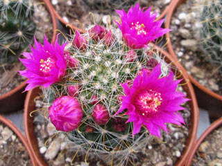 Mammillaria zeilmanniana   - Pot  5 cm