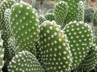 Opuntia microdasys var. albispina   - Pot  8 cm