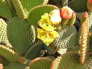 Opuntia microdasys glochides orange   - Pot  8 cm