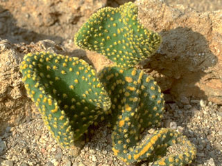 Opuntia microdasys var. undulata   - Pot 10 cm